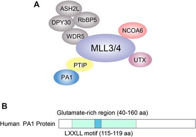 PTIP-Associated Protein 1: More Than a Component of the MLL3/4 Complex